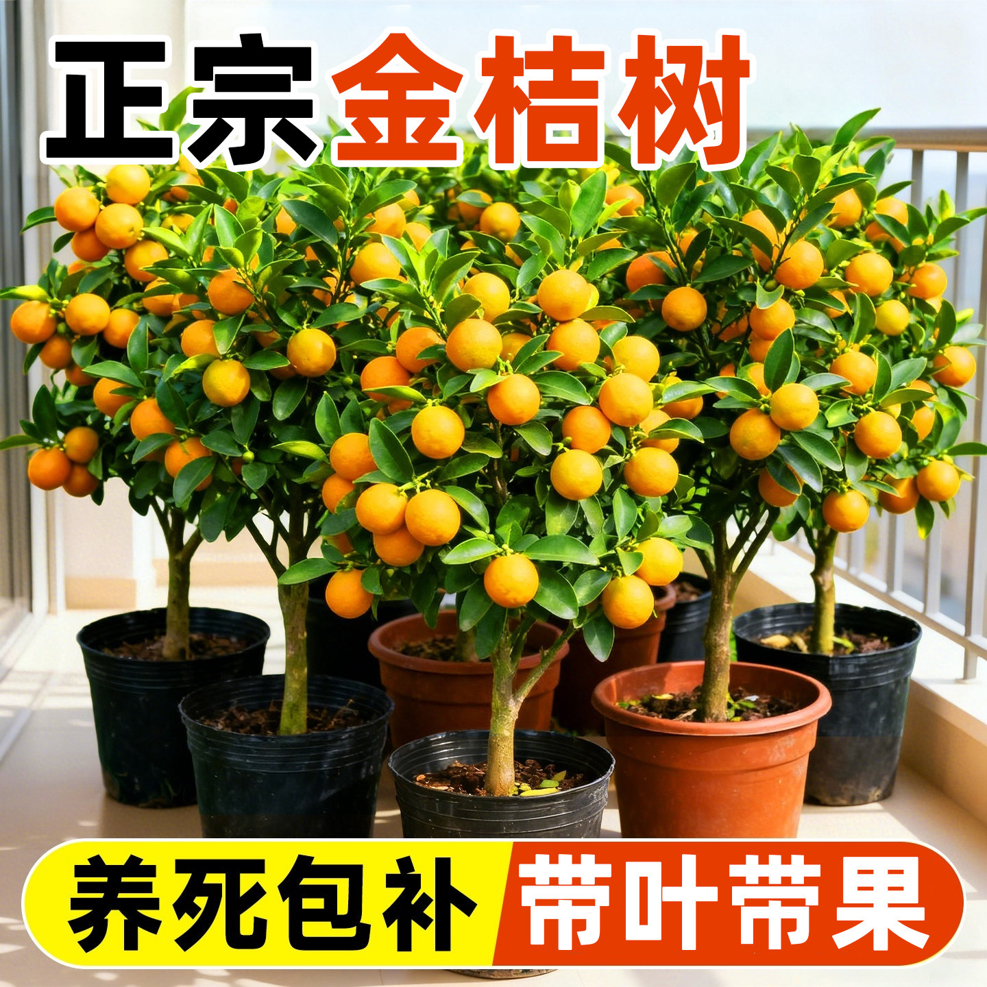 正宗脆皮金桔树盆栽树苗带果可食用客厅四季金桔大树室外庭院果树,鲜花速递/花卉仿真/绿植园艺,果树,淘宝优惠券,粉丝福利购,淘宝优惠卷