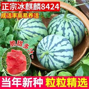 8424麒麟西瓜种子无籽高产冰糖懒人西瓜种子南方四季蔬菜水果种孑