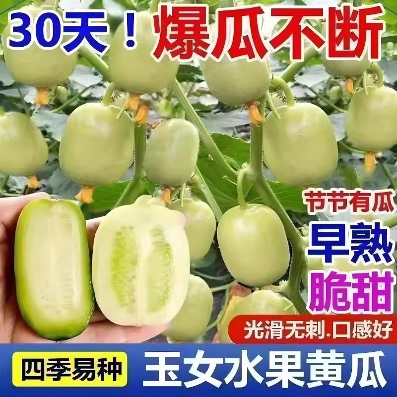玉女水果黄瓜种子新品种金童黄瓜
