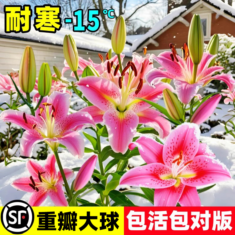 重瓣香水百合种球带花苞四季开花