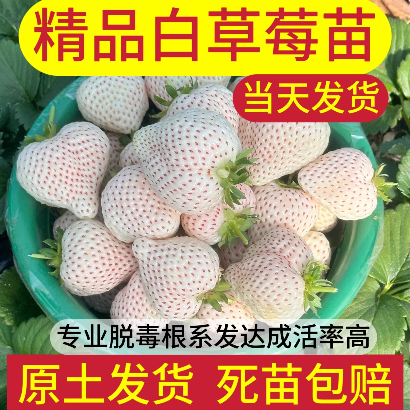 白雪公主草莓苗四季结果盆栽草莓