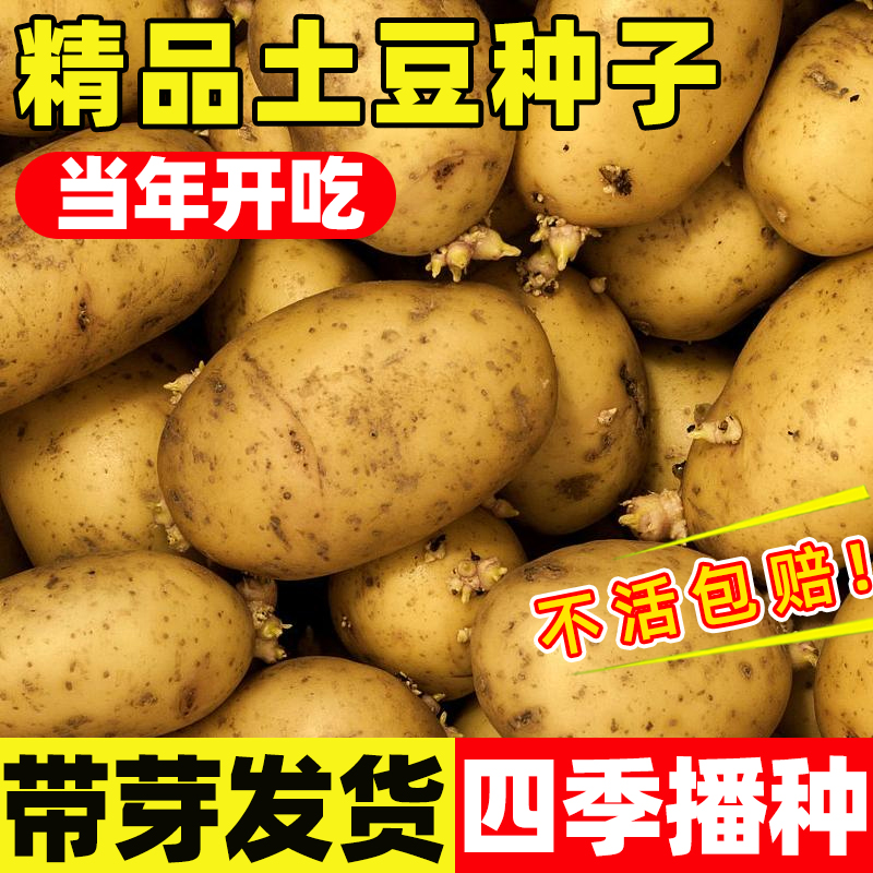 高产黄皮土豆种原种孑种子马铃薯种黄心带芽原种地瓜秋季春季种籽