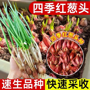 小香葱种籽四季 易活红葱头种子红根火葱头小葱苗阳台盆栽蔬菜种孑