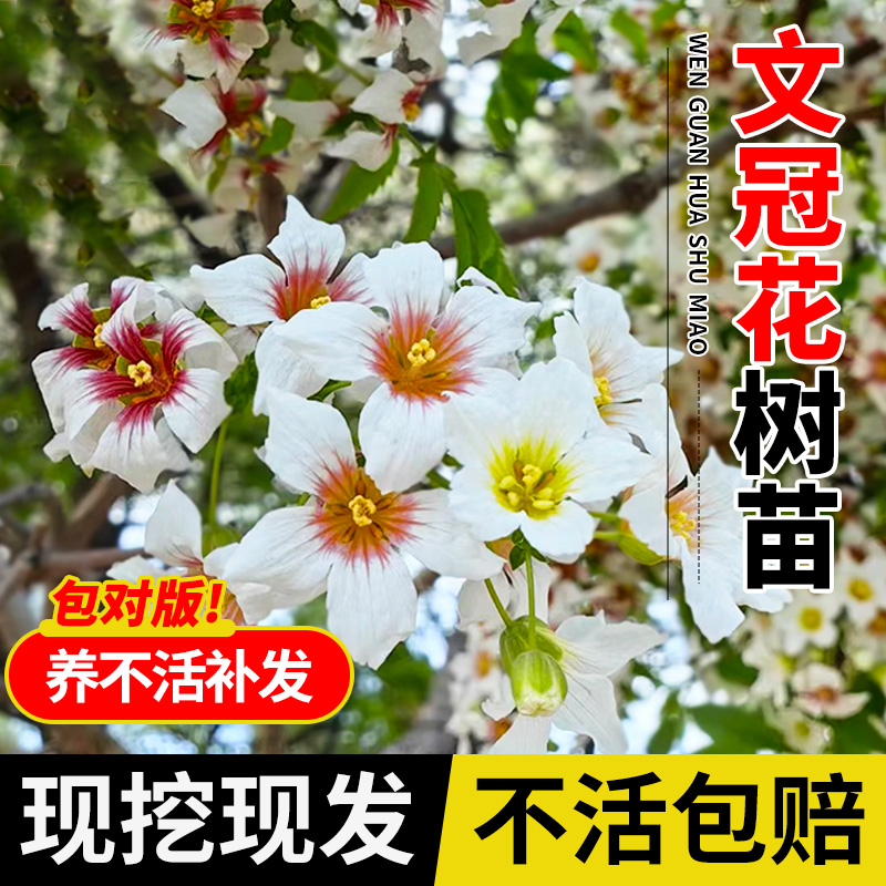 正宗文冠花树苗浓香型耐寒四季开花盆栽地栽庭院阳台风景树带土球