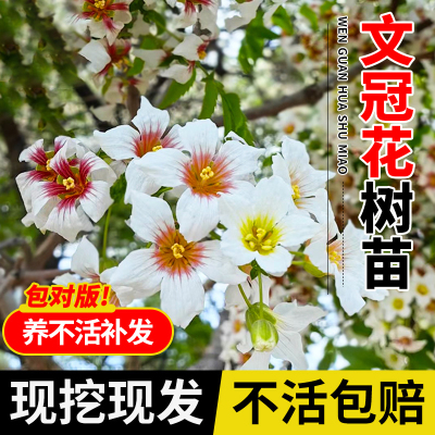正宗文冠花树苗浓香型耐寒四季开花盆栽地栽庭院阳台风景树带土球