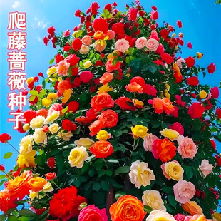 蔷薇花种籽子室外播种花籽爬墙植物四季播种卉庭院爬藤月季花种子