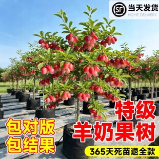 羊奶果嫁接苗老桩果苗德甜二号特大甜果盆栽果树胡颓子南北方种植