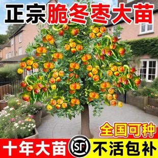 枣树活苗大枣超甜蟠枣树果苗南北方种植庭院冰糖枣树苗带土球盆栽