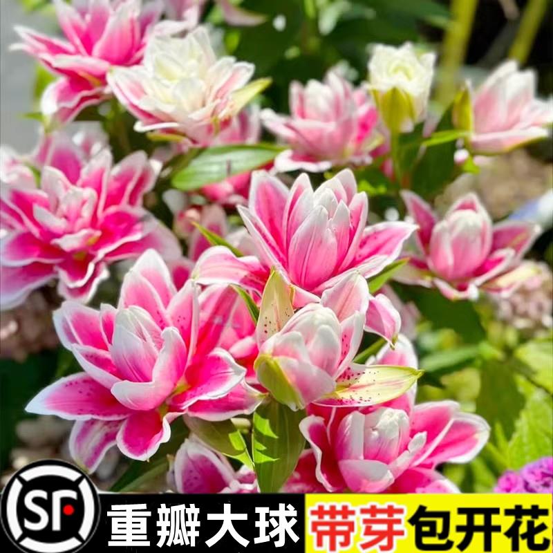 进口重瓣香水百合花种球四