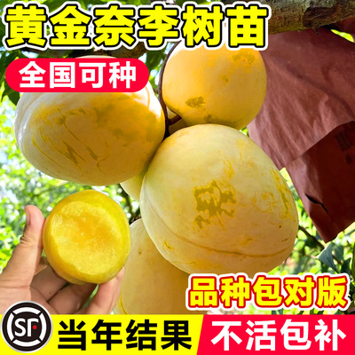 黄金奈李子树苗果盆栽地三