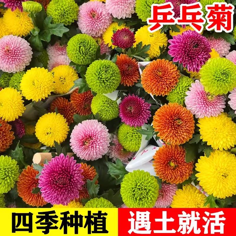 乒乓菊花种子小雏菊四季好养活易种活室内外花卉盆栽花种籽子花籽,鲜花速递/花卉仿真/绿植园艺,家庭园艺种子,淘宝优惠券,粉丝福利购,淘宝优惠卷