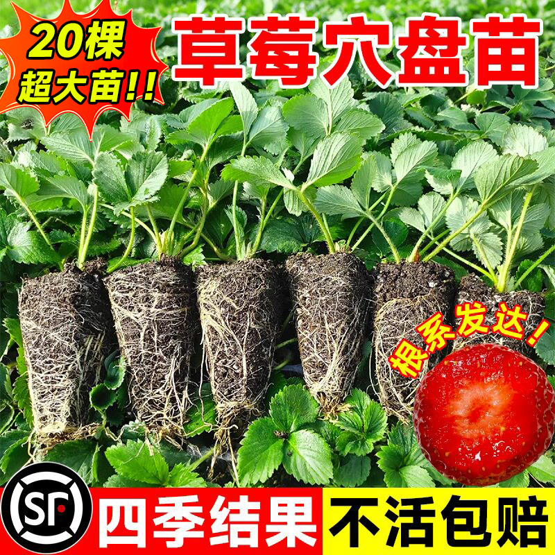 草莓苗秧四季结果盆栽种子穴盘