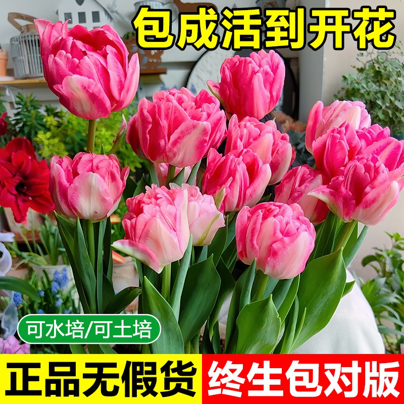 荷兰出口郁金香种球稀有重瓣大球水培植物室内土培盆栽花卉种子