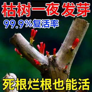 生根剂药水大树复活营养液枯树再生果树木移栽花卉植物扦插通用型