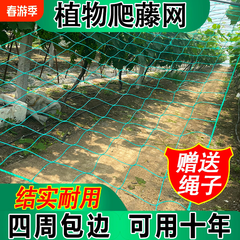 加粗爬藤网植物葡萄月季花卉丝瓜葡萄月季攀爬网百香果搭架种植网