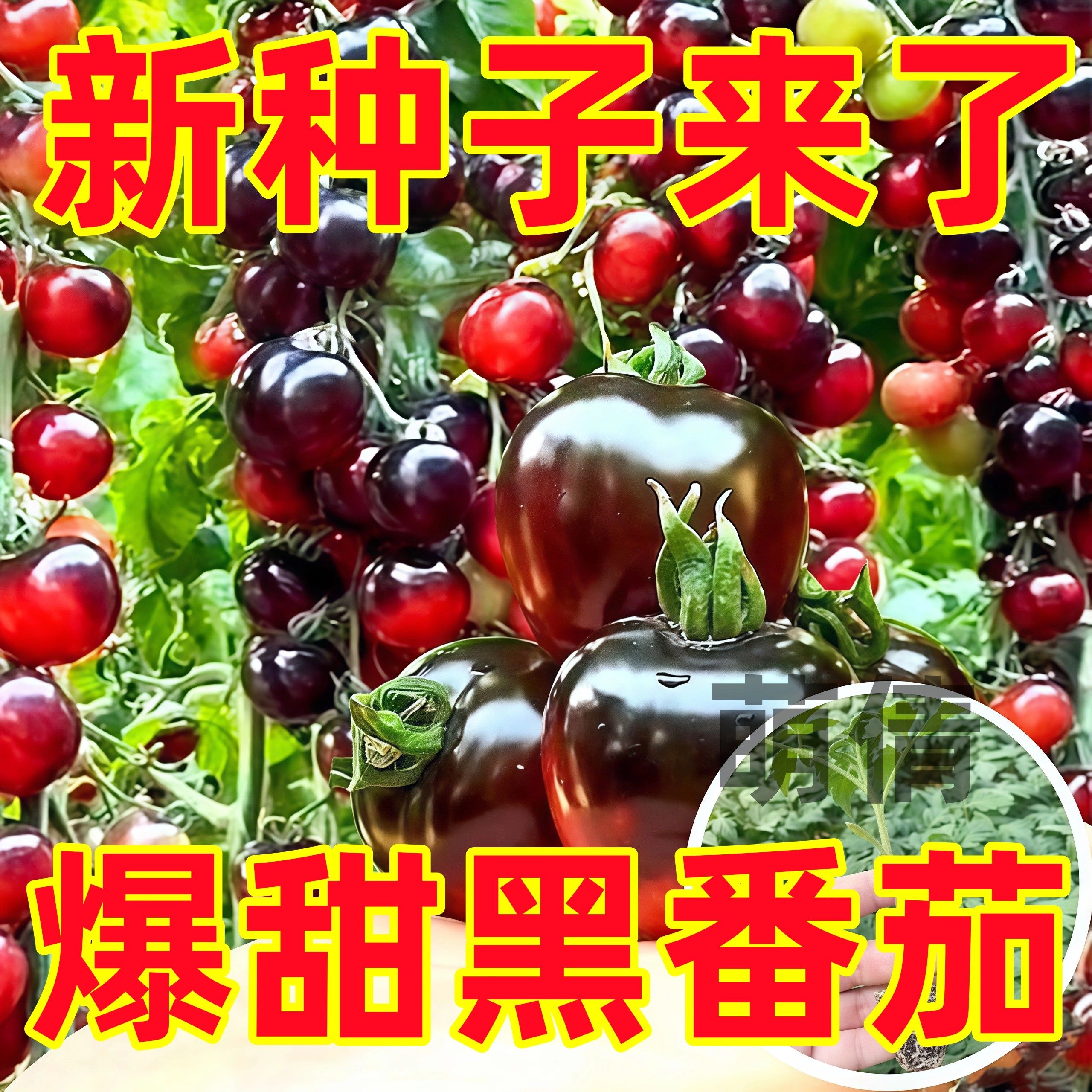 黑珍珠番茄秧苗幼苗四季盆栽黑色西红柿苗种籽子南方阳台盆栽水果,鲜花速递/花卉仿真/绿植园艺,家庭园艺种子,淘宝优惠券,粉丝福利购,淘宝优惠卷