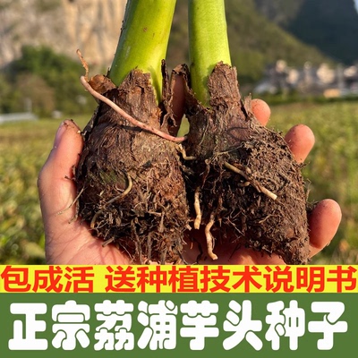 正宗广西荔浦芋头种植苗