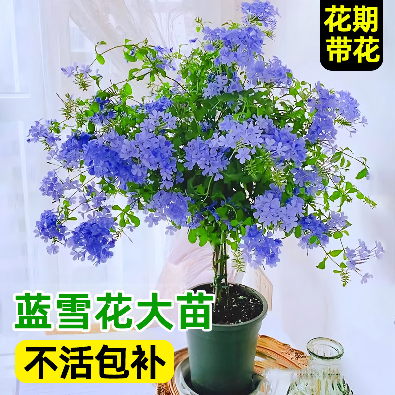 蓝雪花盆栽大苗棒棒糖花卉绿植带花发货阳台庭院耐热爬藤植物好养