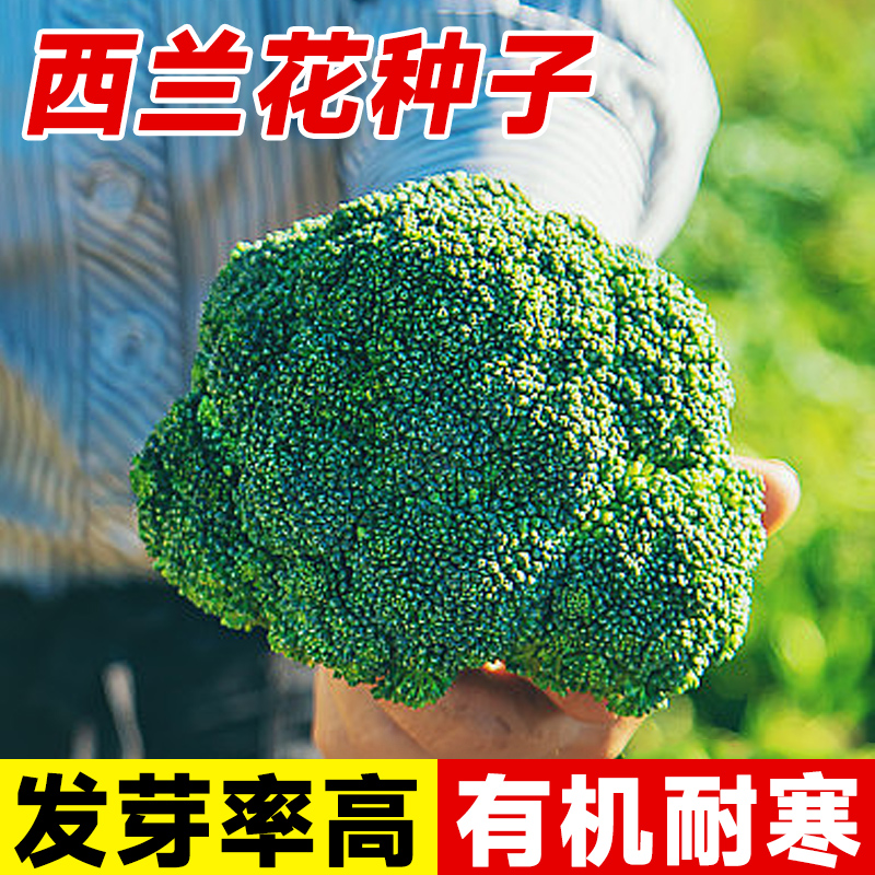 西兰花种孑花菜种籽四季蔬菜秧苗
