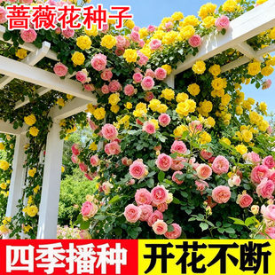 蔷薇花种籽子室外玫瑰花籽爬墙植物四季可播种庭院爬藤月季花种子