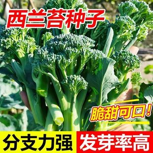 西兰苔种子芥兰青花菜菜心芥蓝种籽四季春秋季蔬菜孑苗秧
