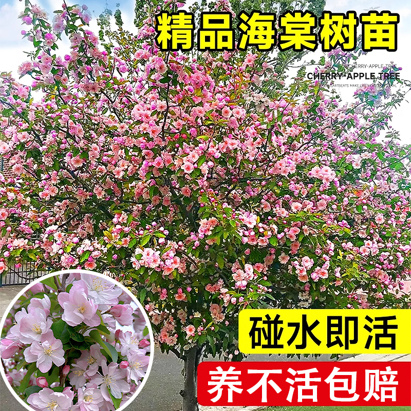 海棠树苗高杆西府大型盆栽风景树庭院地栽四季开花大树垂丝海棠花,鲜花速递/花卉仿真/绿植园艺,时令草本花卉,淘宝优惠券,粉丝福利购,淘宝优惠卷