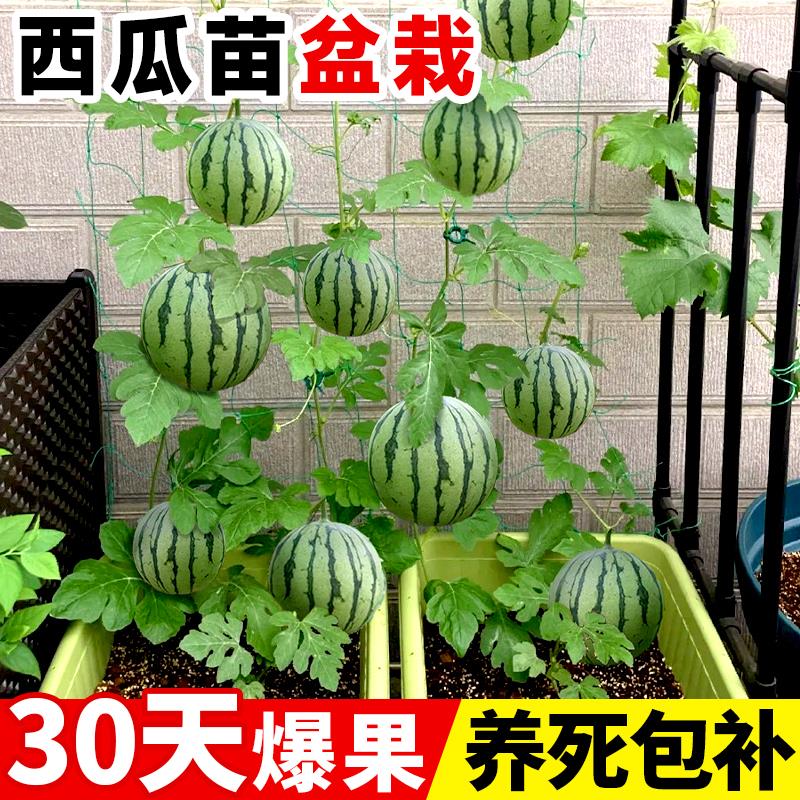 西瓜苗嫁接8424美都无籽麒麟大瓜