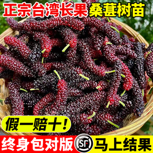 大长果桑葚树苗带果盆栽台湾白桑葚嫁接果树果苗南北方四季甜水果