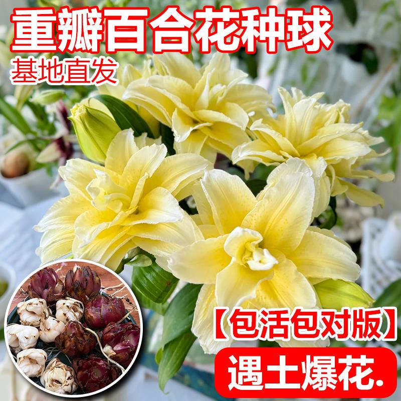 重瓣香水百合种球带花苞四季开花