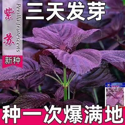 紫菜种子四季可食用大叶菜种子