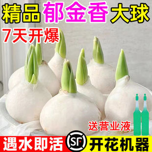 郁金香种球水培花卉植物室内花种子盆栽花苗土培水养好活