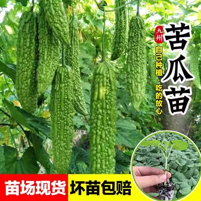 绿春苦瓜苗秧苗种子秋冬季苦瓜秧四季春季蔬菜种孑苦瓜种籽秧大全