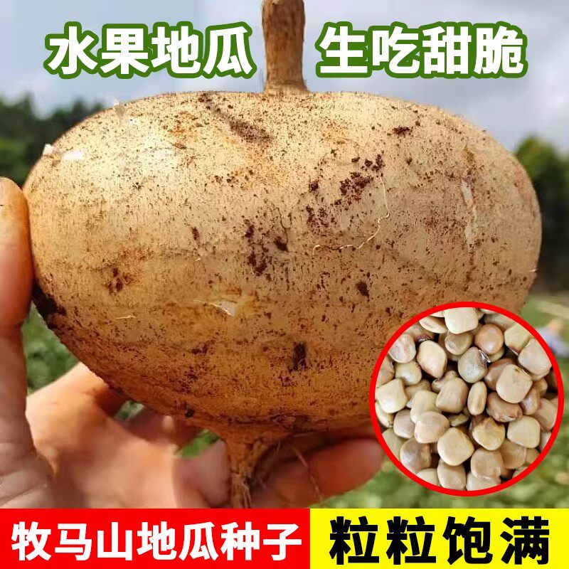 凉薯种子牧马地瓜种子种籽香甜早熟苗秧种植水果沙葛大白瓤土瓜孑