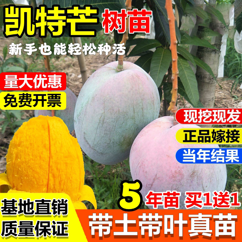 四川攀枝花嫁接凯特芒果树苗巨无霸大果红象牙金煌芒果苗盆地栽苗
