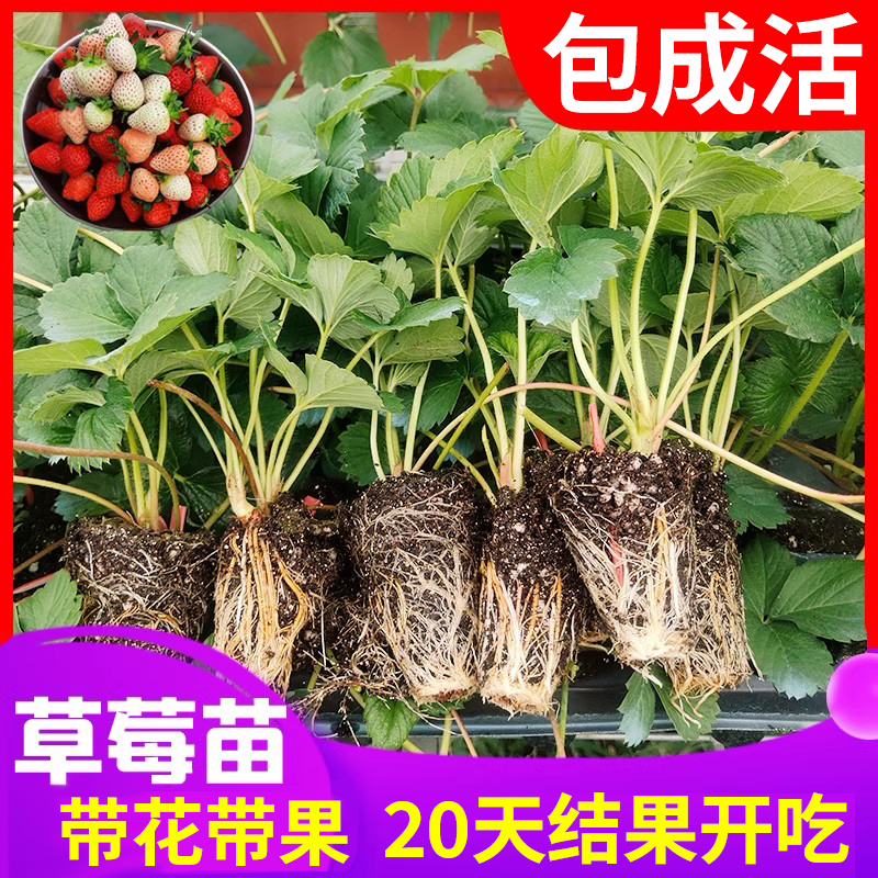 草莓苗秧秋冬季盆栽带果可食用