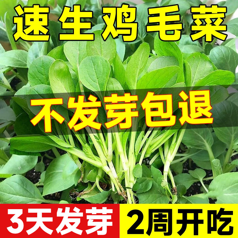 鸡毛菜籽种四季速生小白菜