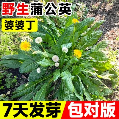 野生蒲公英种子婆丁籽四季