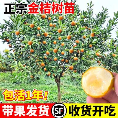 脆蜜金桔树树苗四季广西融安脆皮可食用果树橘子树盆栽阳台水果苗