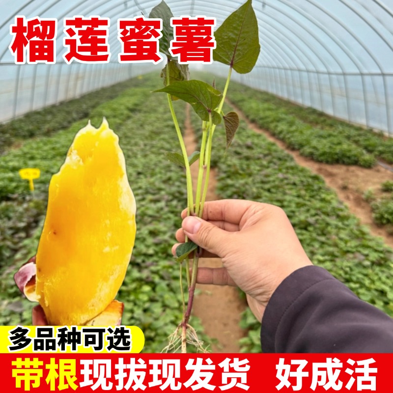 榴莲蜜薯苗烟25西瓜红板栗