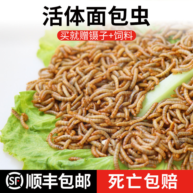 鲜活体面包虫喂养龙鱼爬虫蜥蜴守宫饲料龙猫八哥鸟食粮黄粉虫活虫