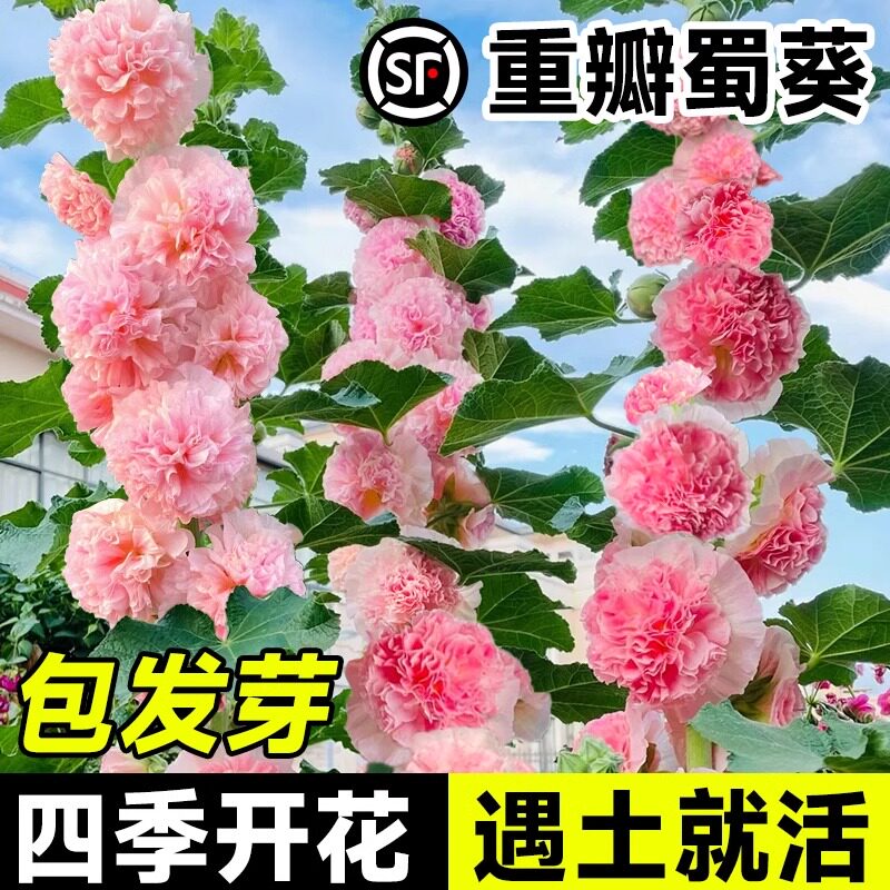 蜀葵种子大花重瓣蜀葵花种子多年生一丈红种子四季易种耐寒花卉籽