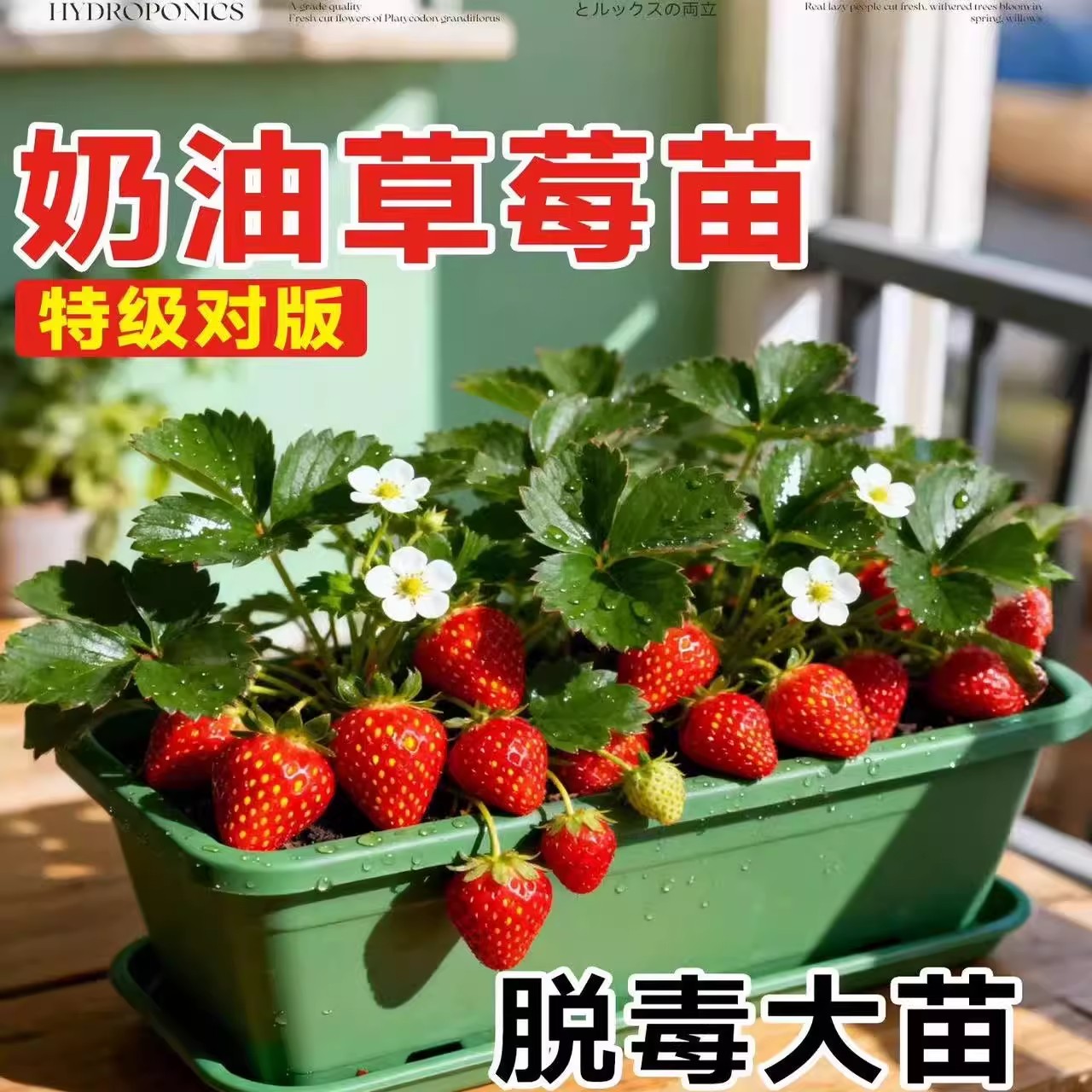 四季草莓苗盆栽奶油红颜草莓秧