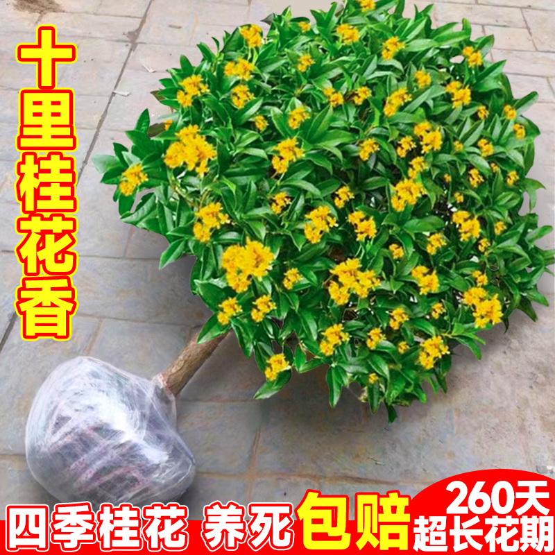 八月桂花树苗庭院地栽精品金桂四季桂盆栽室内花卉植物浓香型绿植