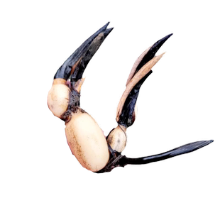 大型荷花藕种水养观赏莲藕种苗可食用碗莲睡莲花卉种籽子水培池塘