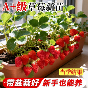 草莓苗盆栽秧苗丹东99新苗秧四季结果奶油玄玉优质脱毒种苗大果苗
