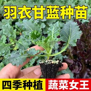 绿羽衣甘蓝苗盆栽大苗超耐寒高产蔬菜女王绿粉紫羽衣四季 蔬菜种苗