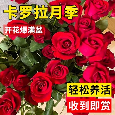 卡罗拉玫瑰花盆栽特大号月季花苗特大巨型老桩树苗大花浓香开花