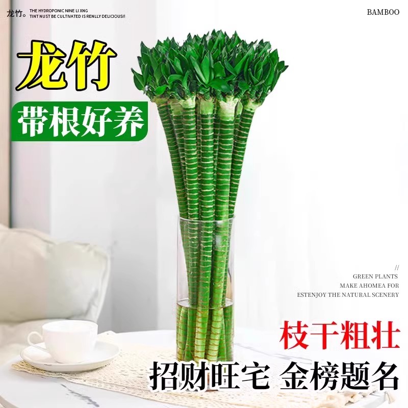 龙竹带根文昌竹4支金榜题名富贵