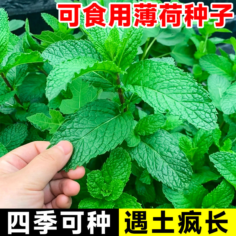 薄荷种籽子可食用四季种植种子室内阳台盆栽香水留兰香猫薄荷驱蚊