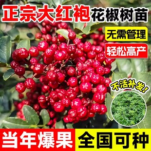 花椒苗树大红袍带土小苗种盆栽老桩四川九叶青花椒树大苗当年结果